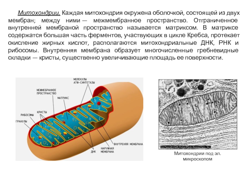Что такое митохондрии у человека простыми словами. Схема митохондрия мембрана и Матрикс. Строение Крист митохондрий. Что располагается на кристах митохондрий. Мембрана митохондрия схема.