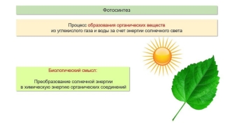 Фотосинтез. Образование органического вещества
