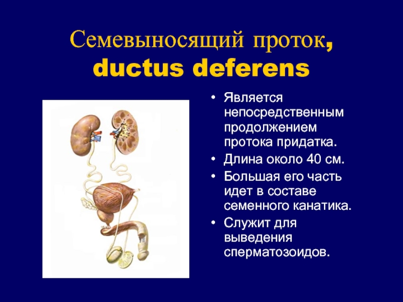 Семенной канатик состав. Семявыносящий проток (Ductus deferens). Пути выведения сперматозоидов. Состав семенного канатика.