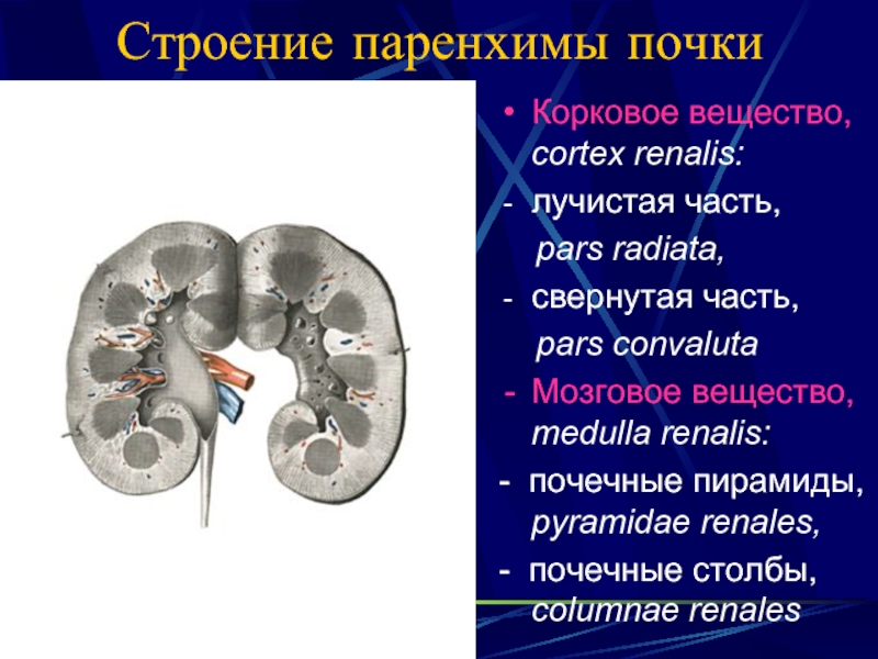 Паренхима почки. Свёрнутая часть коркового вещества почки. Корковое вещество почки Лучистая часть и свернутая часть. Лучистая часть коркового вещества почки.