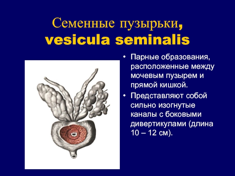 Семенные пузырьки железы