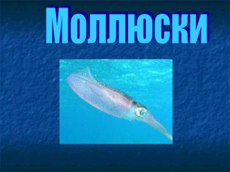 Моллюски