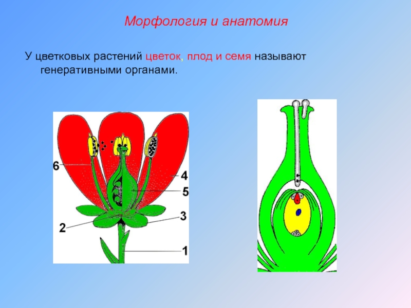 Генеративная часть цветка. Генеративные органы: цветок плод с семенами. Генеративные органы цветка. Генеративные части цветка. Генеративные органы цветковых растений.