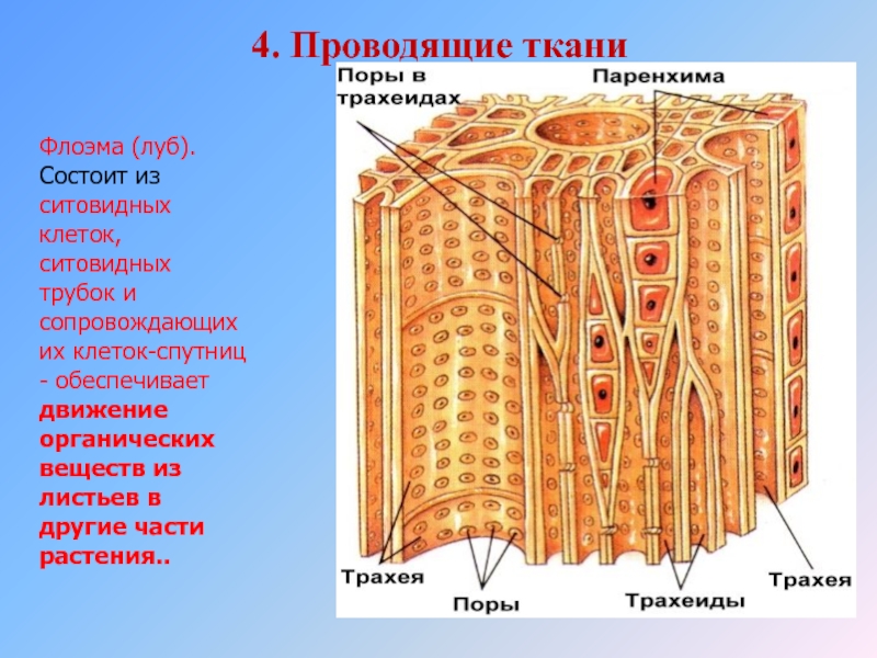 Волокна флоэмы. Трахеиды строение. Флоэма трахеиды. Клетки луба. Проводящая ткань состоит из.