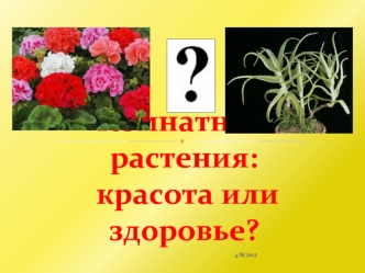 Комнатные растения: красота или здоровье?