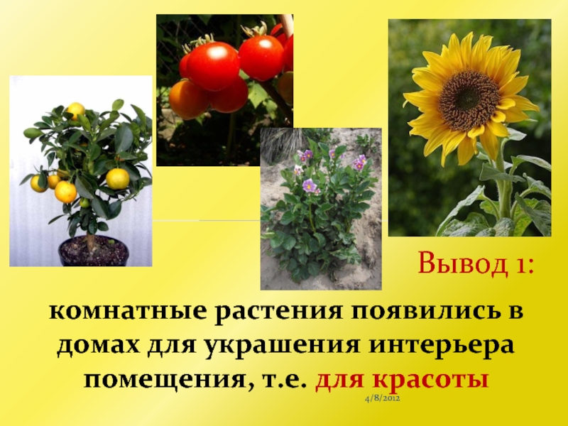 Когда появились растения. Какие цветы появляются осенью. Как появились растения. Как появляется цветок. Этикетки для комнатных растений.