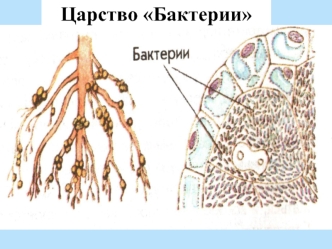 Царство Бактерии