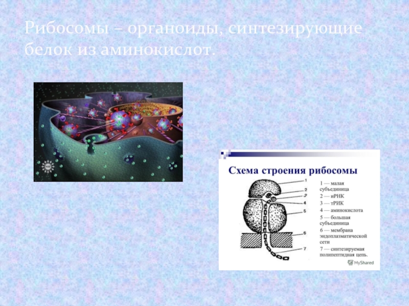 Органоиды синтезирующие белки. Органоид осуществляет Синтез белков. Синтез белка органоид. Органоид клетки синтезирующий белок. Осуществляет Синтез белка какой органоид.