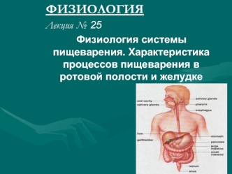 Физиология системы пищеварения. Характеристика процессов пищеварения в ротовой полости и желудке