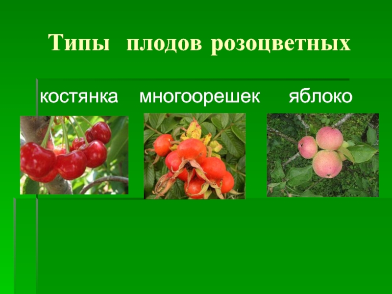 Типы плодов розоцветных костянка  многоорешек   яблоко