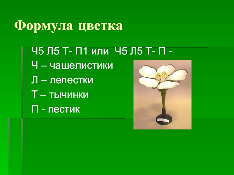 Формула цветка Ч5 Л5 Т- П1 или Ч5 Л5 Т- П -