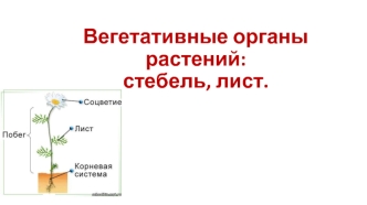 Вегетативные органы растений: стебель, лист