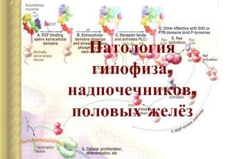 Патология гипофиза, надпочечников, половых желёз