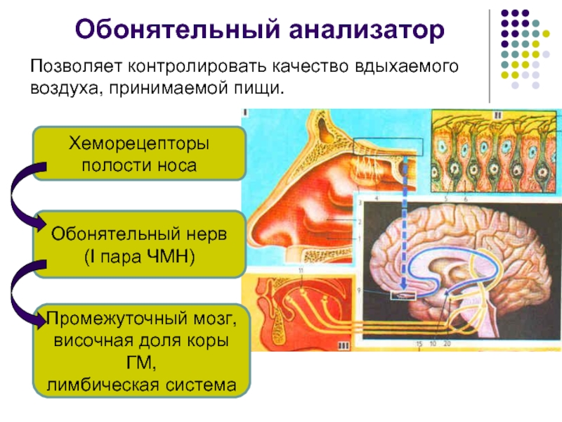 Анализаторы физиология презентация