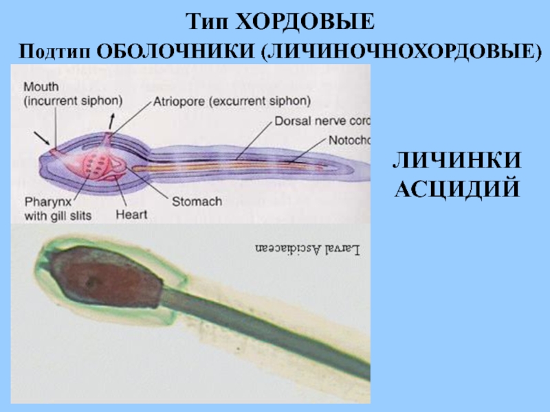 Происхождение хордовых животных презентация