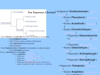 Тип Хордовые