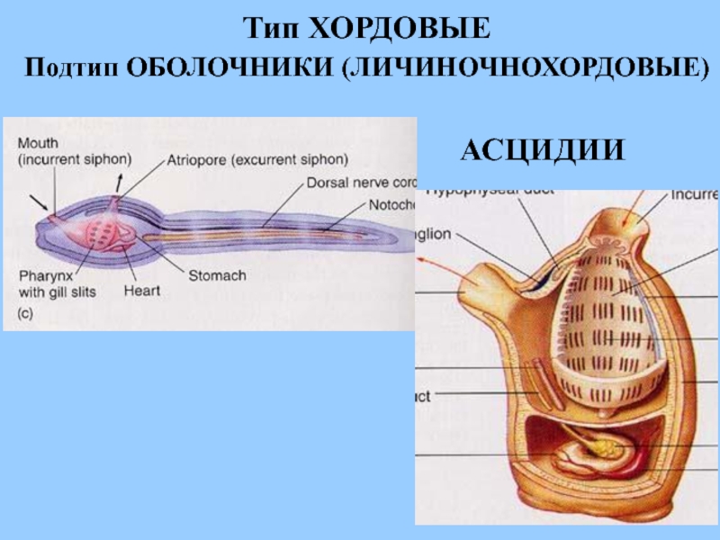 Строение асцидии схема