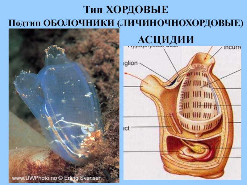 Строение асцидии схема