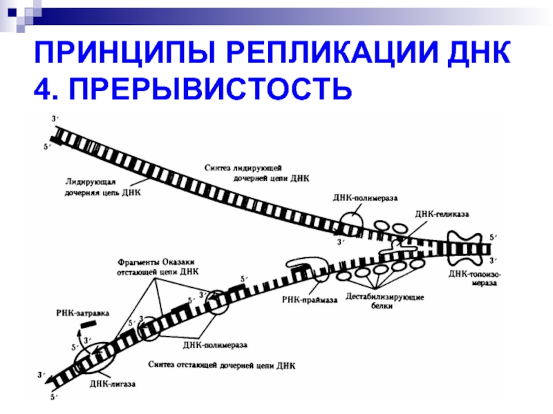 4 репликация днк. Основные принципы репликации ДНК. Основные принципы репликации ДНК таблица. Принципы репликации ДНК Униполярность. Биосинтез ДНК (репликация). Принципы репликации. Ориджины.