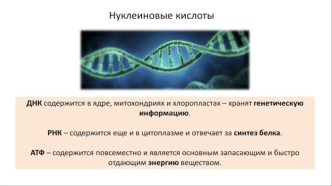 Генетика. Нуклеиновые кислоты