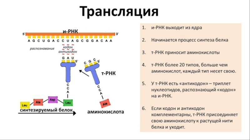 Кодоны т рнк. Триплет кодон антикодон. Спектры поглощения аминокислот и белков, нуклеиновых кислот. Начало процесса трансляции в и РНК . Какие триплеты ?.