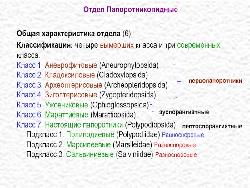 Классификация отдела. Отдел Папоротниковидные систематика. Классы папоротниковидных.