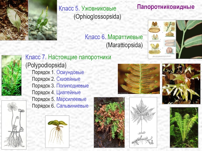 Презентация папоротники 11 класс