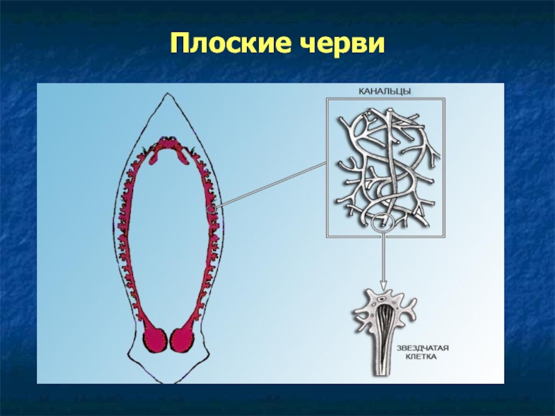 Выделительная система плоских червей. Выделительная система планарии. Строение выделительной системы животных. Типы выделительных систем. Выделительная система 7 класс биология.