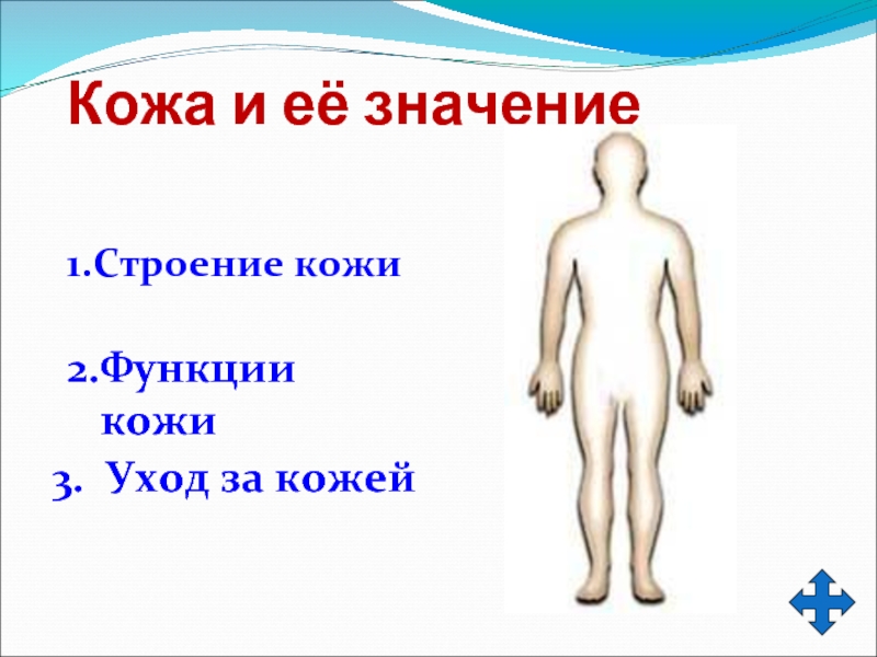 Что значит кожей кожей. Вывод по внешнему строению кожи. Знание строения тела человека кожа. Для детей. Уход за кожей анатомия. Функции кожи и уход за кожей.