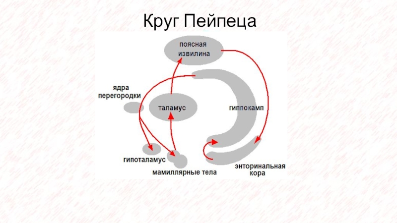 Круг папеца. Круг Пейпеца лимбическая система. Большой круг Пейпеца физиология. Круг Наута лимбической системы.