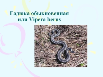 Гадюка обыкновенная, или Vipera berus