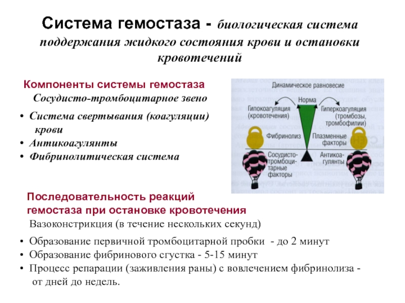 Система гемостаза презентация