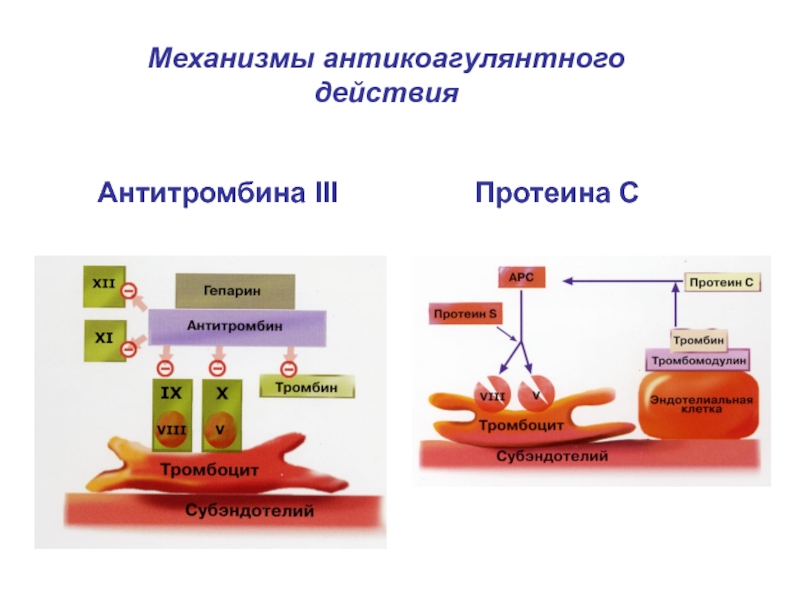 Система гемостаза презентация