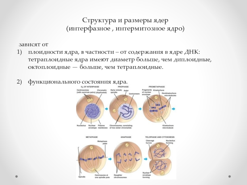 Отличия ядер. Интерфазное ядро структура. Тетраплоидные ядра. Состав и размер ядра. Плоидность структуры.