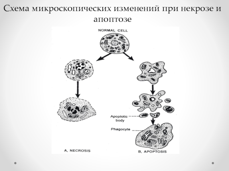 Изменения клеток. Схема некроза и апоптоза. Микроскопические изменения при некрозе. Схема микроскопических изменений в клетке при некрозе. Изменение ультраструктуры клетки при некрозе и апоптозе.