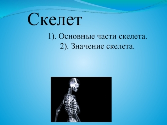 Скелет. Основные части скелета. Значение скелета. (Часть 2)
