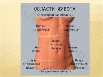 Пищеварительная система (часть 2)