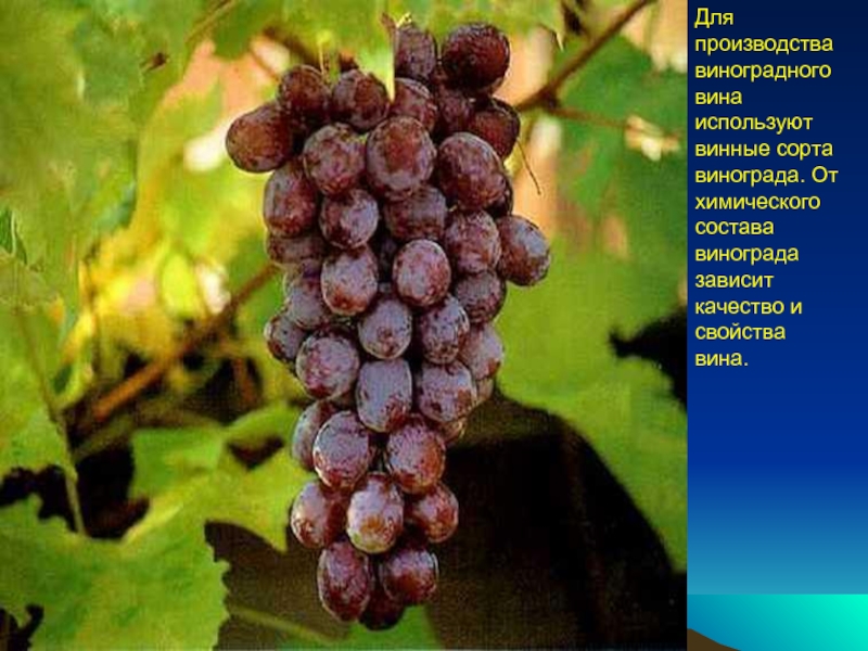 Реферат: Товароведная характеристика Виноградных вин
