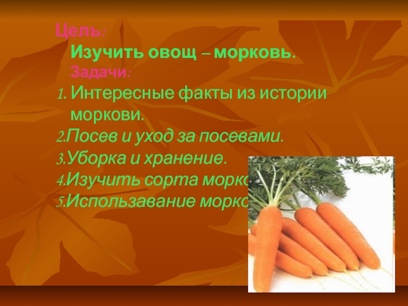Реферат Про Морковь