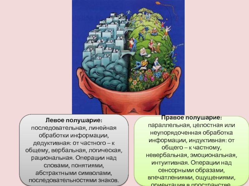 Что находится в полушариях мозга. Левое полушарие. Левое полушарие мозга. Левое и правое полушарие. Развитое левое полушарие.
