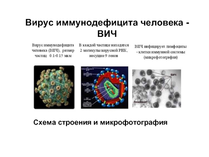 Вирус спид и человек динамика борьбы проект по биологии