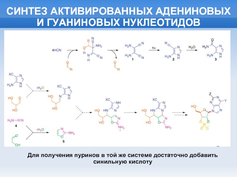 Синтез 5. Дезокситимидиловая кислота Синтез. Синтез дезокситимидиловой кислоты. Схема образования нуклеотида. Гуаниновые нуклеотиды.