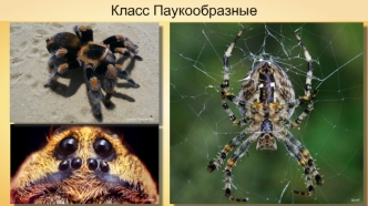 Многообразие паукообразных, их роль в природе