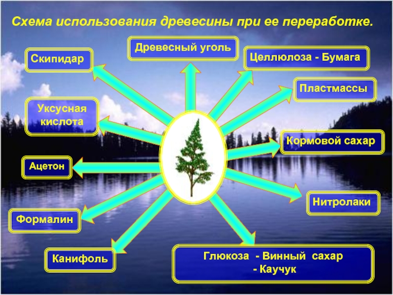 Значение дерева ели. Схема использования древесины при ее переработке. Использование растений человеком. Человек использует расте. Использование растений человеком схема.