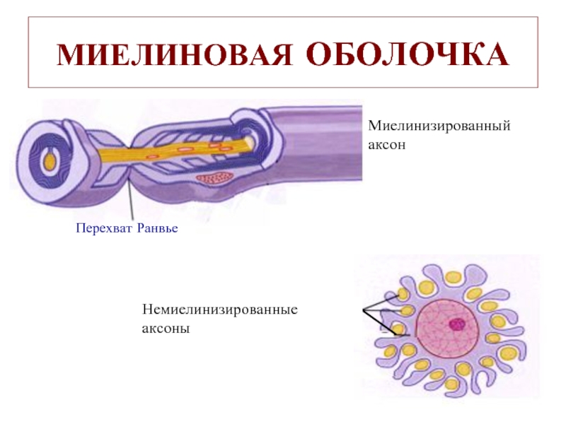 Миелиновая оболочка фото