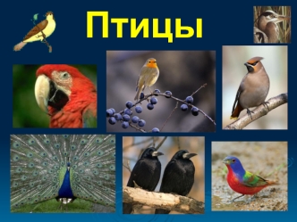 Разнообразие птиц