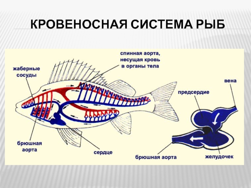 Схема кровеносной системы костистой рыбы