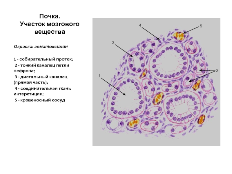 Гистология почек презентация