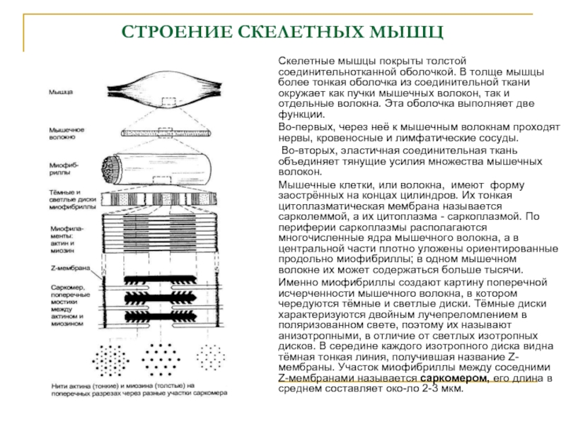 Скелетные мышцы покрыты. Оболочка покрывающая мышцы. Оболочка покрывающая мышцы называется. Задание 1. выполните рисунок «строение скелетной мышцы»..