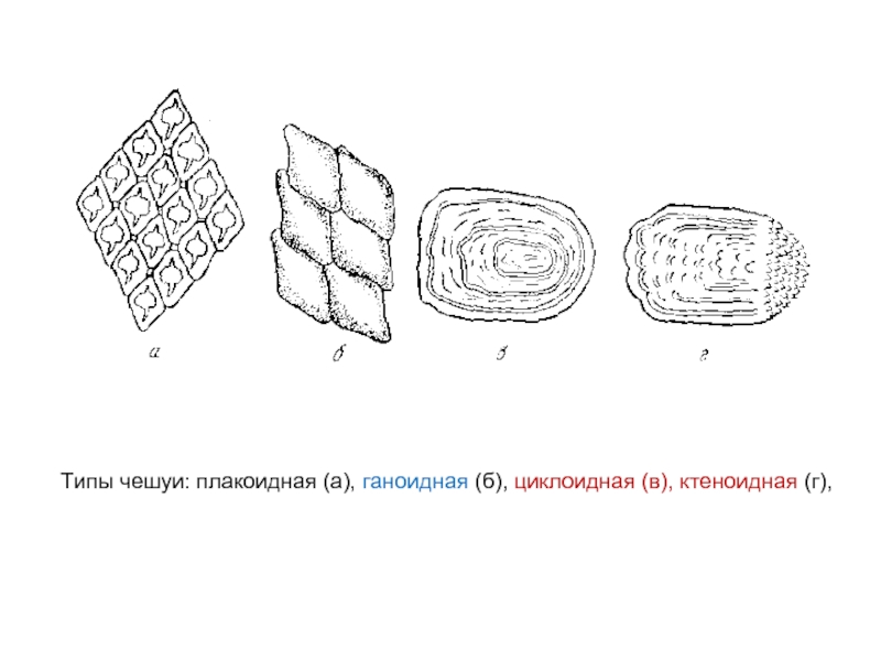 Циклоидная чешуя. Типы чешуи рыб. Ктеноидная чешуя строение. Ганоидная чешуя строение. Типы чешуи космоидная.